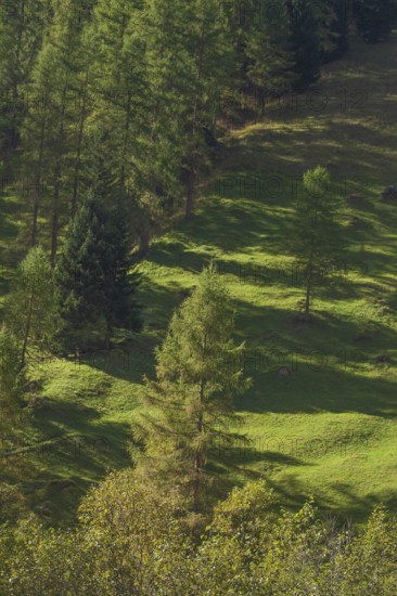 Forest and meadows in autumn, Pinnistal, Neustift im Stubai Valley, Tyrol, Austria