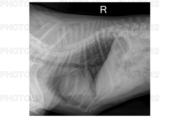 Medical X-ray of French Bulldog dog chest showing lung anatomy and veterinary diagnostic detail