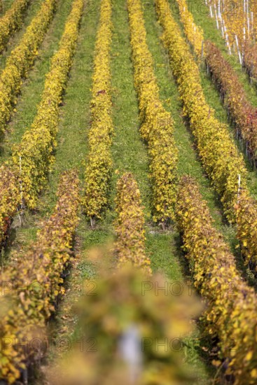 Vineyard, colorful autumn vines, terraces in the Lavaux UNESCO World Heritage Site, Rivaz, Vaud,