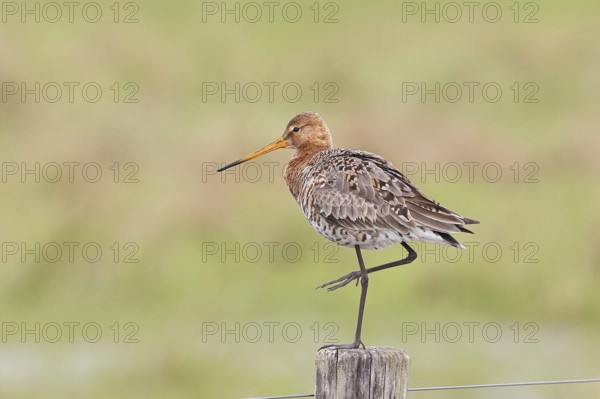 Blacktail (Limosa limosa), sitting room, on a fence post, snipe birds, wildlife, nature