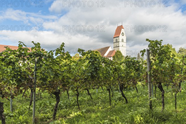 Catholic Church of St. Johann Baptist and Grapevines, Hagnau am Lake Constance, Baden-Württemberg,