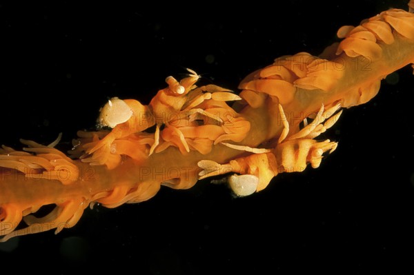 Two specimens of Ankers wire coral shrimp (Pontonides ankeri) crawling sitting on wire coral