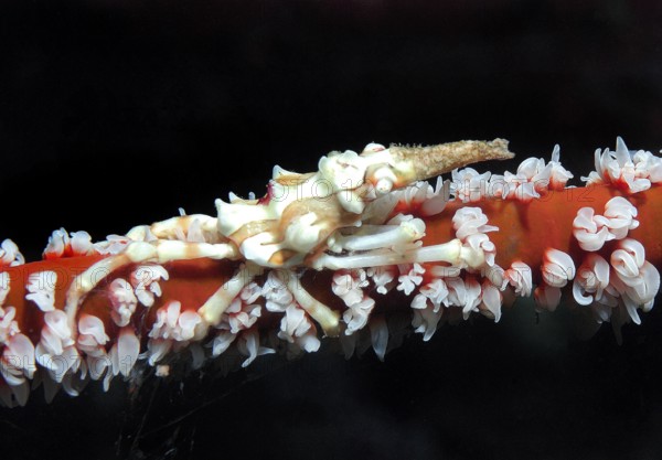 Cone spider crab (Xenocarcinus tuberculatus) Whipcoral crab crawling sitting lives on wire coral