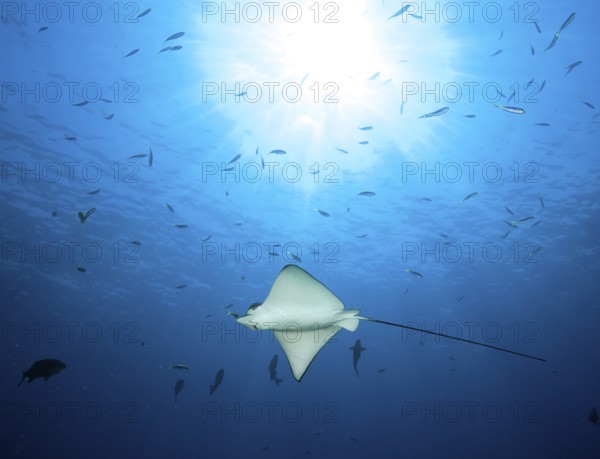 Backlight view of spotted eagle ray (Aetobatus ocellatus) swimming through blue sea open sea,