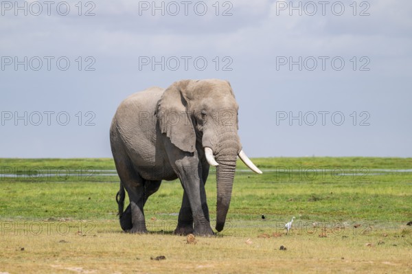 African elephant (Loxodonta africana), bull elephant, Amboseli National Park, Rift Valley Province,