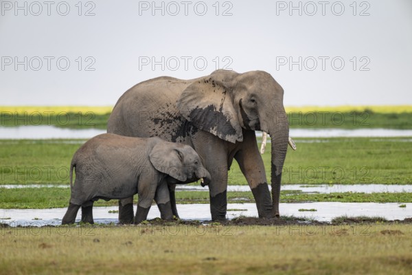 African elephant (Loxodonta africana), mother and young, near water, Amboseli National Park, Rift