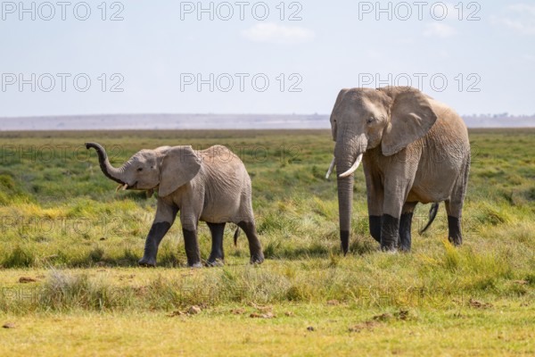 African elephant (Loxodonta africana), mother and young animal, elephant sticking trunk into the