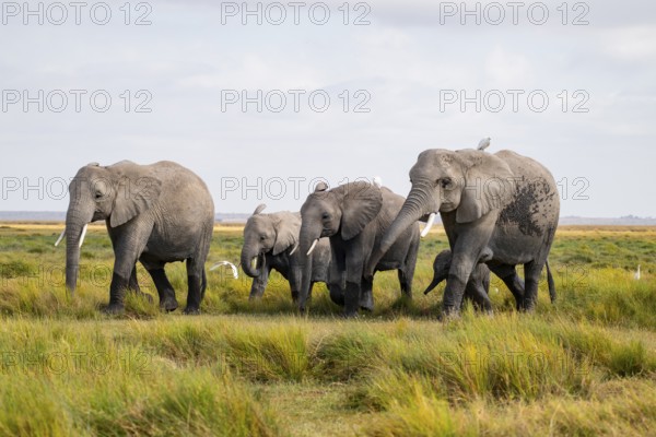African elephant (Loxodonta africana), herd in Longinye swamp with cow herons (Bubulcus ibis),