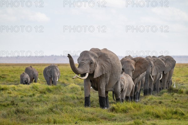 African elephant (Loxodonta africana), herd walking in a row, elephant sticking trunk in the air,