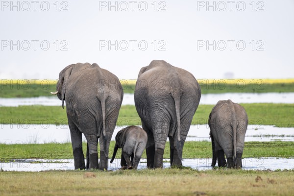 African elephant (Loxodonta africana), dams and young animals from behind, drinking at the water,