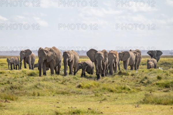 African elephant (Loxodonta africana), large herd of young animals, Amboseli National Park, Rift