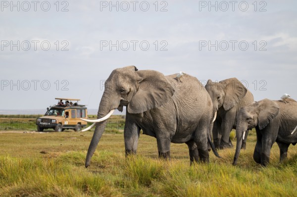 African elephant (Loxodonta africana), herd in Longinye swamp with cow herons (Bubulcus ibis), rear