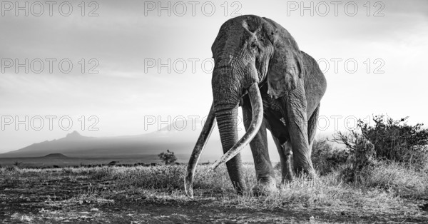 African elephant (Loxodonta africana), the famous Super Tusker elephant Craig, old bull elephant