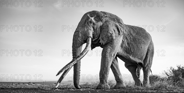 African elephant (Loxodonta africana), the famous Super Tusker elephant Craig, old bull elephant