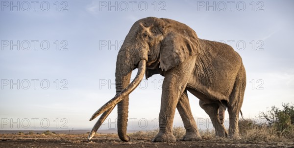 African elephant (Loxodonta africana), the famous Super Tusker elephant Craig, old bull elephant