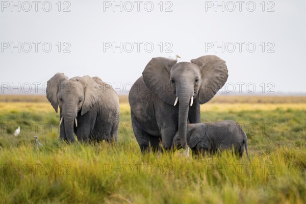 African elephant (Loxodonta africana), group with young animal in Longinye swamp with cow herons