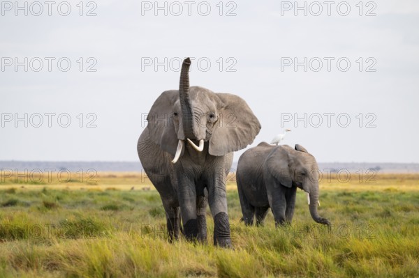 African elephant (Loxodonta africana), two animals in Longinye swamp with cow herons (Bubulcus