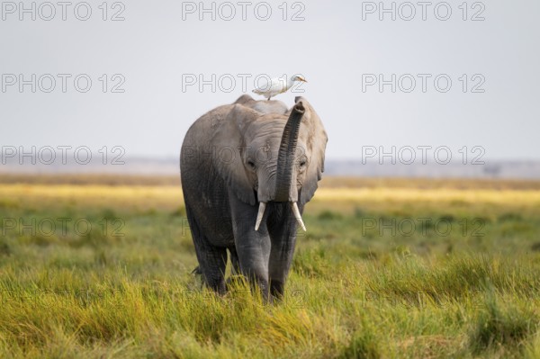 African elephant (Loxodonta africana), in Longinye swamp with heron (Bubulcus ibis), elephant