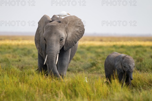 African elephant (Loxodonta africana), in Longinye swamp, mother with heron (Bubulcus ibis) and