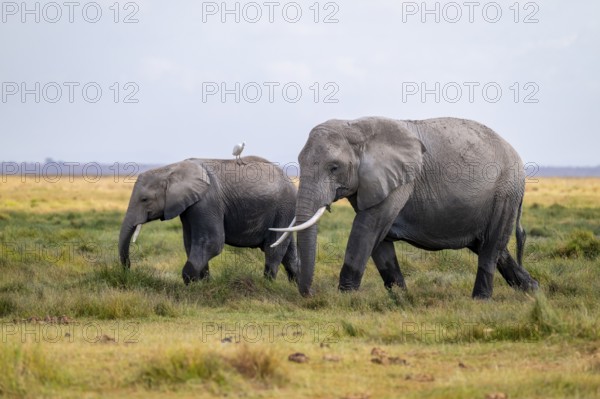 African elephant (Loxodonta africana), two animals in Longinye swamp with herons (Bubulcus ibis),
