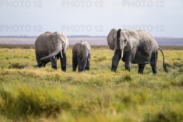 African elephant (Loxodonta africana), three animals in Longinye swamp, elephant sticking trunk
