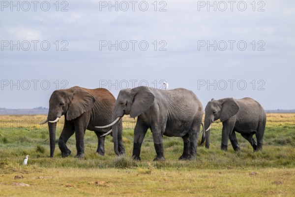 African elephant (Loxodonta africana), three animals in Longinye swamp with herons (Bubulcus ibis),