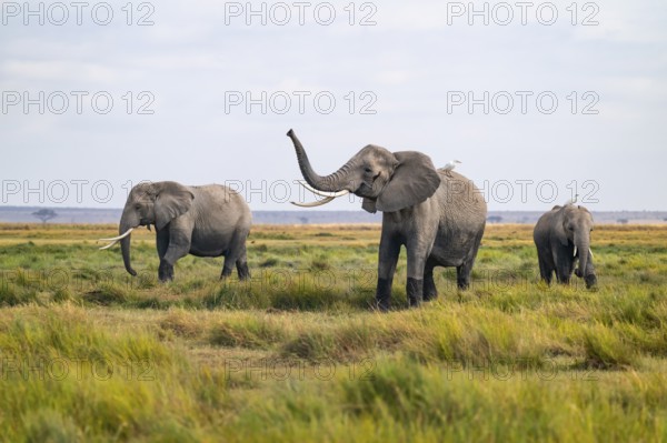 African elephant (Loxodonta africana), three animals in Longinye swamp with heron (Bubulcus ibis),