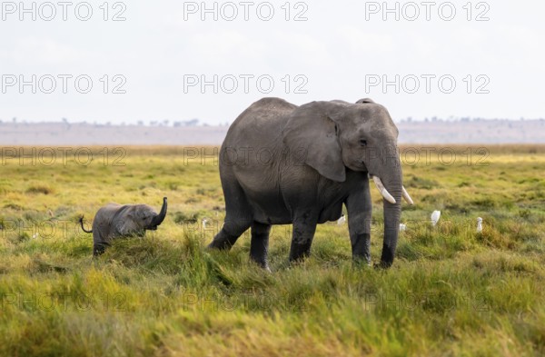 African elephant (Loxodonta africana), mother with young in Longinye swamp, juvenile stretches