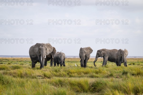 African elephant (Loxodonta africana), herd in Longinye swamp with cow herons (Bubulcus ibis),