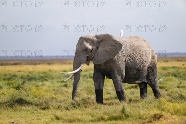 African elephant (Loxodonta africana), adult male in Longinye swamp with heron (Bubulcus ibis),