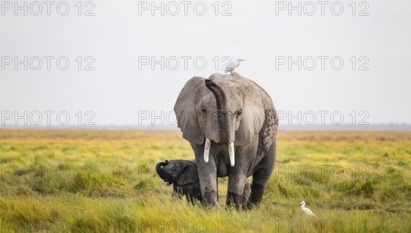African elephant (Loxodonta africana), mother with young in Longinye swamp with cow egret (Bubulcus