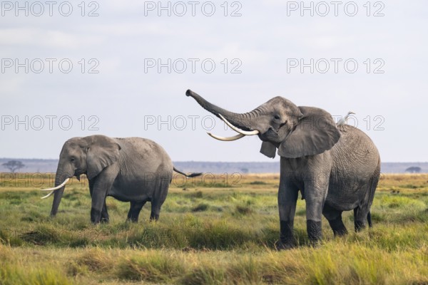 African elephant (Loxodonta africana), two animals in Longinye swamp with heron (Bubulcus ibis),