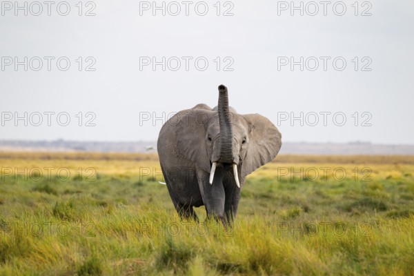 African elephant (Loxodonta africana), in Longinye swamp, stretching trunk into the air, animal