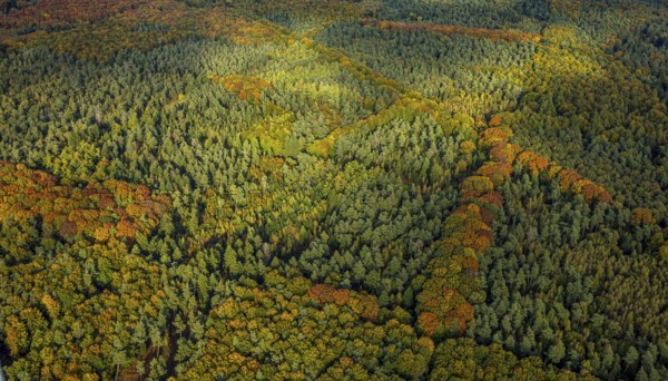 Aerial view, Uedemer Hochwald, mixed forest in colors, shapes and colors, Uedemerbruch, Uedem,