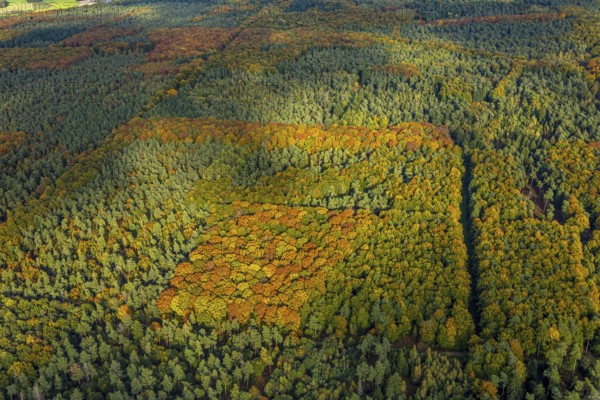 Aerial view, Uedemer Hochwald, mixed forest in colors, shapes and colors, Uedemerbruch, Uedem,