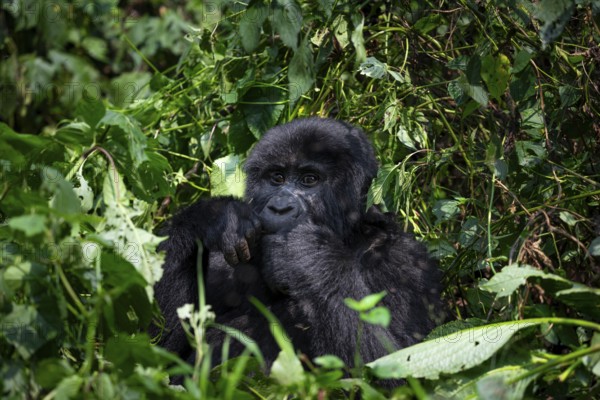 Mountain gorilla (Gorilla beringei beringei), eating leaves, Bwindi Impenetrable Forest, Uganda