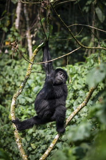 Mountain gorilla (Gorilla beringei beringei), young animal climbing in a tree, Bwindi Impenetrable