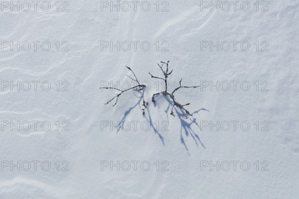 Closeup of small pine tree at snowy marsh in sunny winter weather with snow covering the ground,