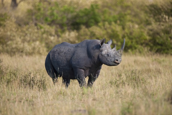 Black rhinoceros (Diceros bicornis), Masai Mara, Kenya