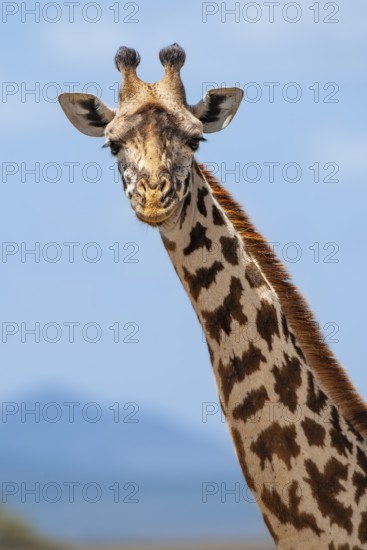 Maasai giraffe (Giraffa camelopardalis tippelskirchi), portrait, Masai Mara, National Park, Kenya,