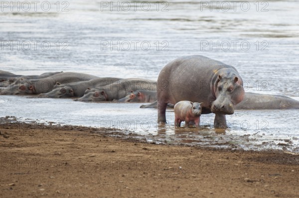 Hippopotamus, hippopotamus (Hippopotamus amphibius) and newborn young on the Mara River, Masai