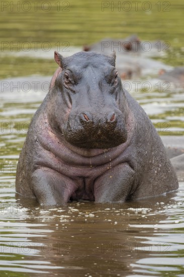 Hippopotamus, hippo (Hippopotamus amphibius), hippo sitting in water, Masai Mara National Park,
