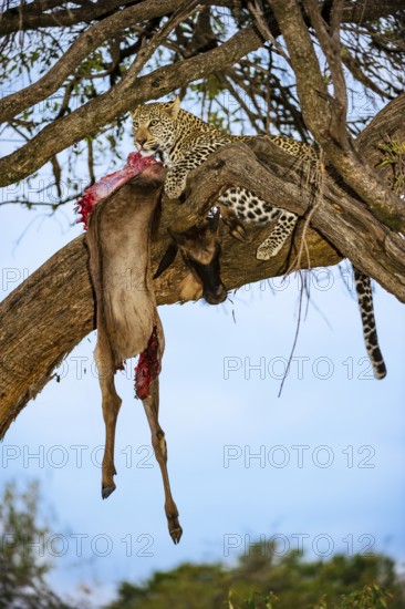Leopard (Panthera pardus) eats captured striped gnu, white-bearded wildebeest (Connochaetes