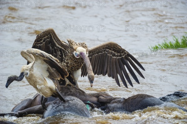 Sparrowhawk vultures (Gyps rüppellii) eat dead striped wildebeest (Connochaetes taurinus),