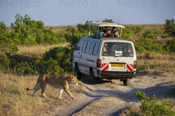 Lion (Panthera leo), female, in front of safari wagon, Masai Mara National Reserve, Kenya, East