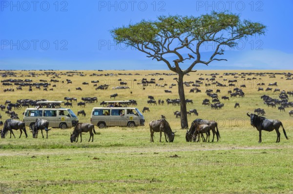 Wildebeest (Connochaetes taurinus), wildebeest, flock on pasture in the evening light, safari wagon