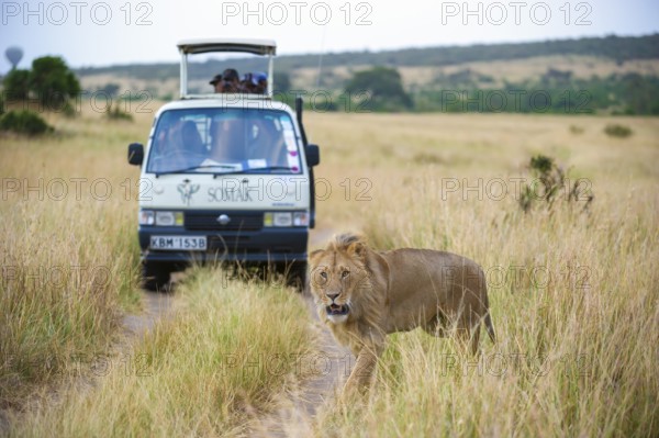 Lion (Panthera leo), male, in front of safari wagon, Masai Mara National Reserve, Kenya, East
