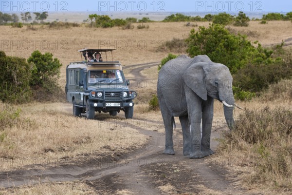 African elephant (Loxodonta africana), old female, lead cow in the Masai Mara landscape, tourists