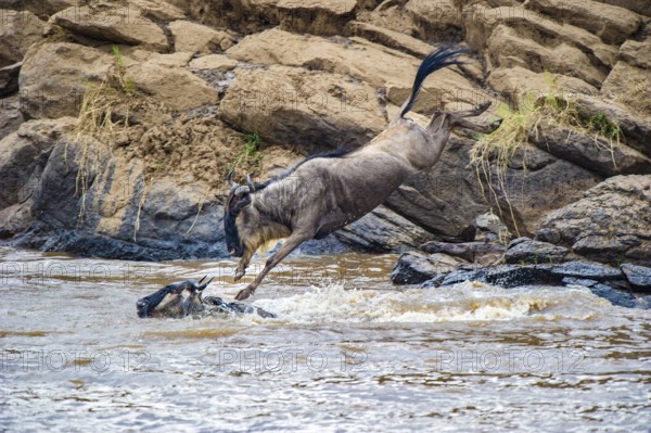 Striped wildebeest (Connochaetes taurinus), wildebeest jumping into Mara River, wildebeest