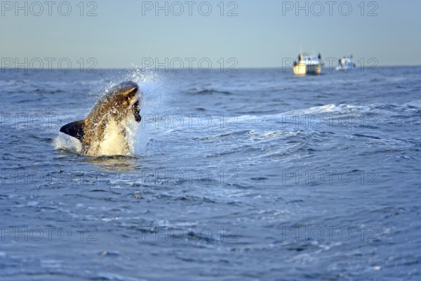 Great white shark (Carcharodon carcharias), jump, eats seal, Seal Island, Western Cape, Republic of